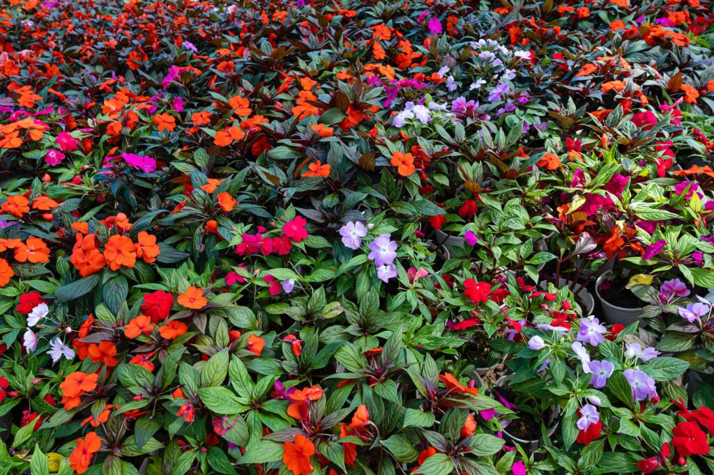 Tudo o que você precisa saber para cultivar Impatiens, flor conhecida como “Beijos”