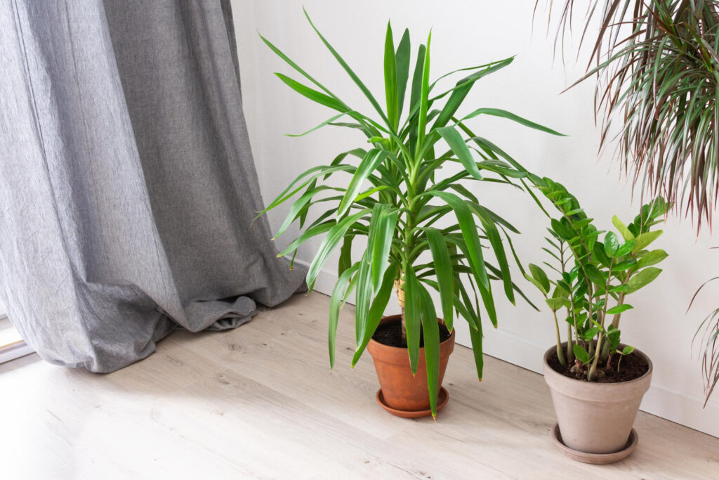 Plantas para decorar o banheiro