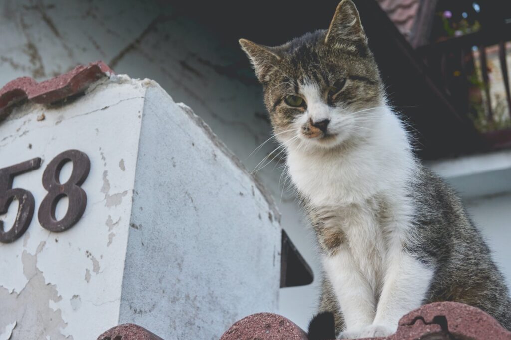 Briga de gatos no telhado.