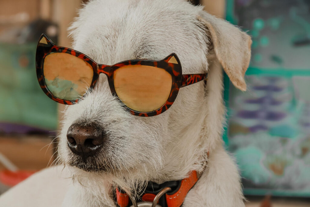 Saiba como acalmar cachorros de forma natural