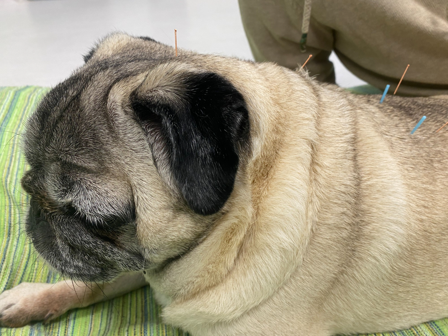 Conheça mais sobre a acupuntura para cães