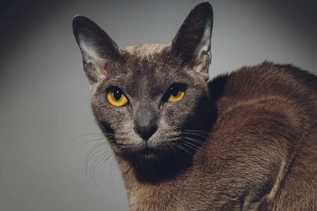 Os animais sagrados do Egito Antigo