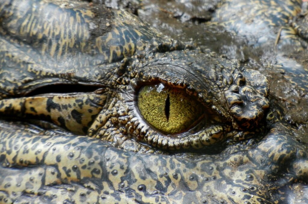 Animais brasileiros que estão na lista de extinção.