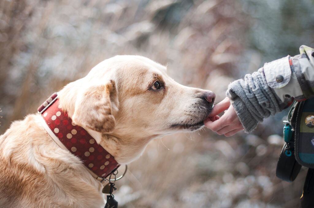 Saiba como conquistar a confiança de um cachorro