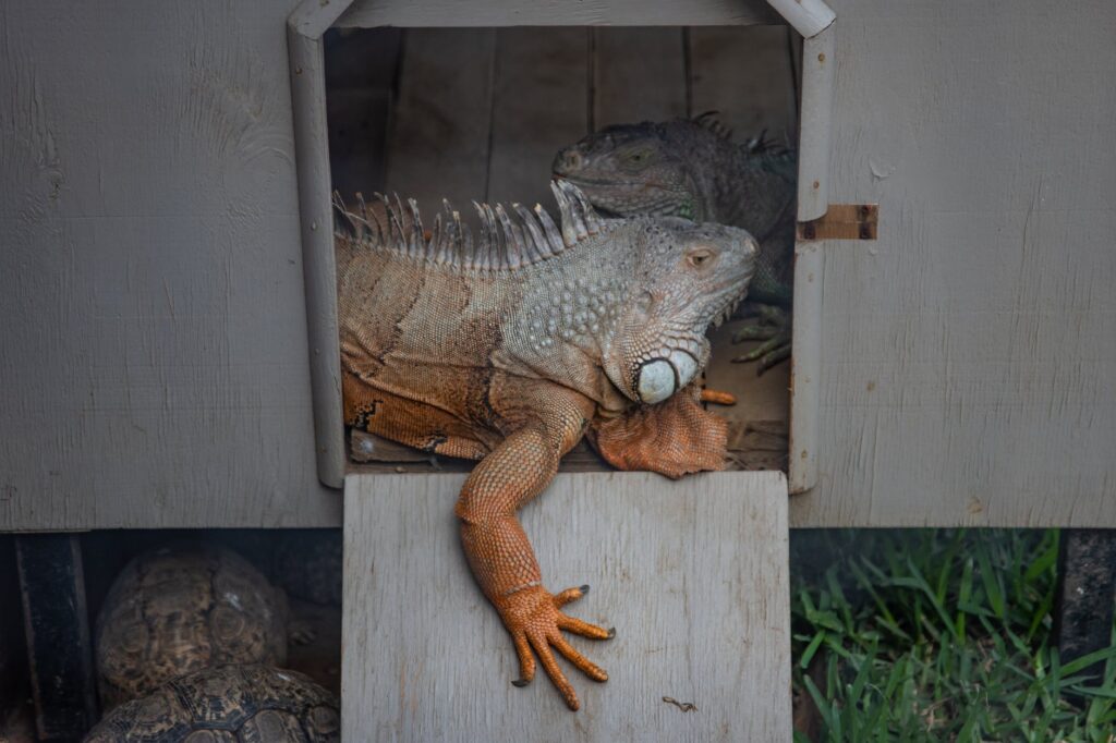 Tem interesse em adquirir uma iguana? Então aprenda como cuidar desse bicho corretamente!