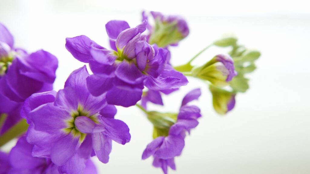 Plantando Érica Roxa: Saiba como cultivar essa linda plantinha perfeita para enfeitar jardins!