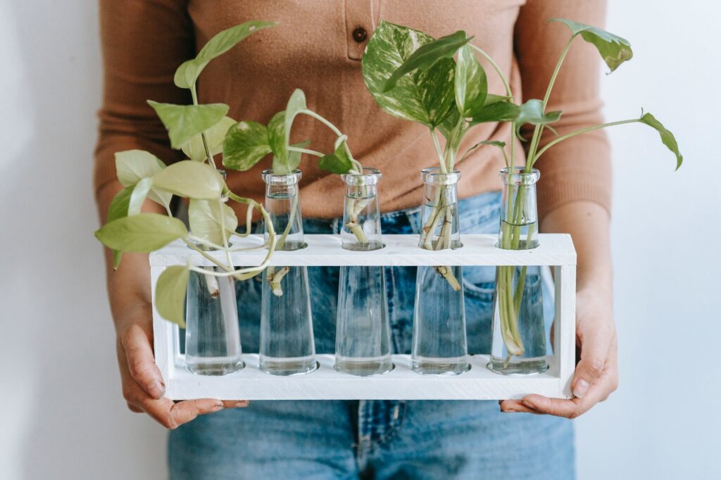 Cultivando jibóia: Aprenda agora como fazer mudas dessa clássica plantinha. Confira!