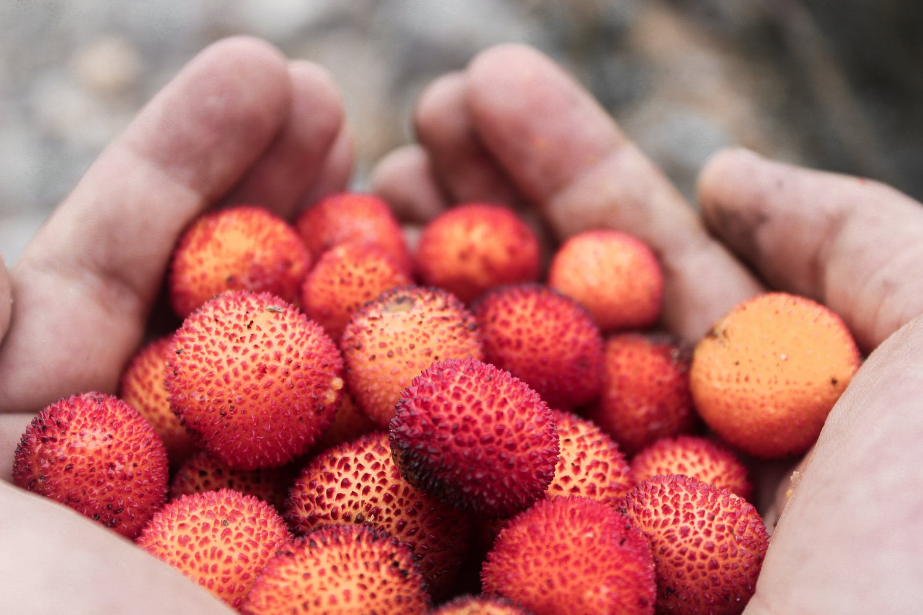 Plantando lichia: Aprenda agora como cultivar essa fruta tão inusitada