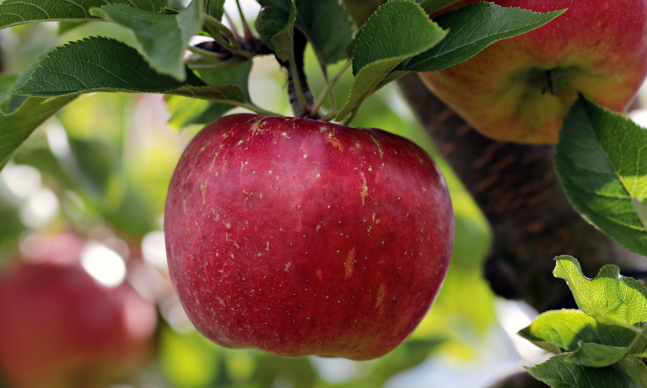 Germinando semente de maçã: Confira agora técnicas infalíveis para cultivar a fruta em casa
