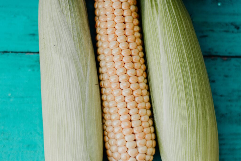 Aprenda a plantar milho para complementar sua alimentação