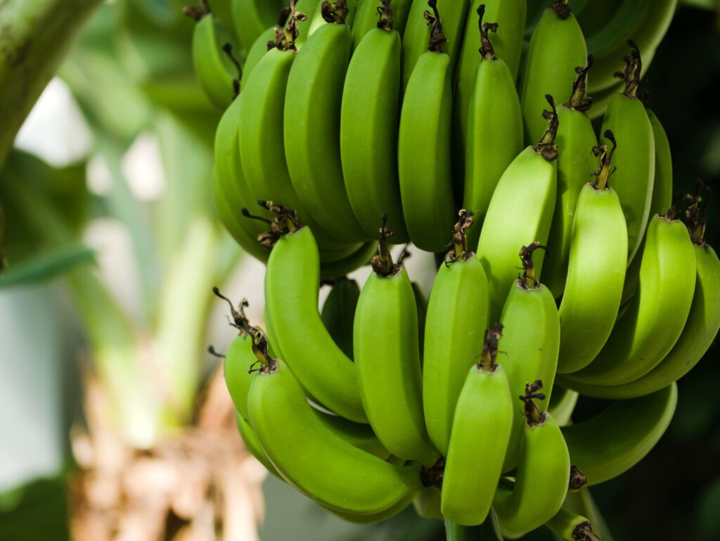 Saiba como fazer a bananeira dar frutos durante todo o ano