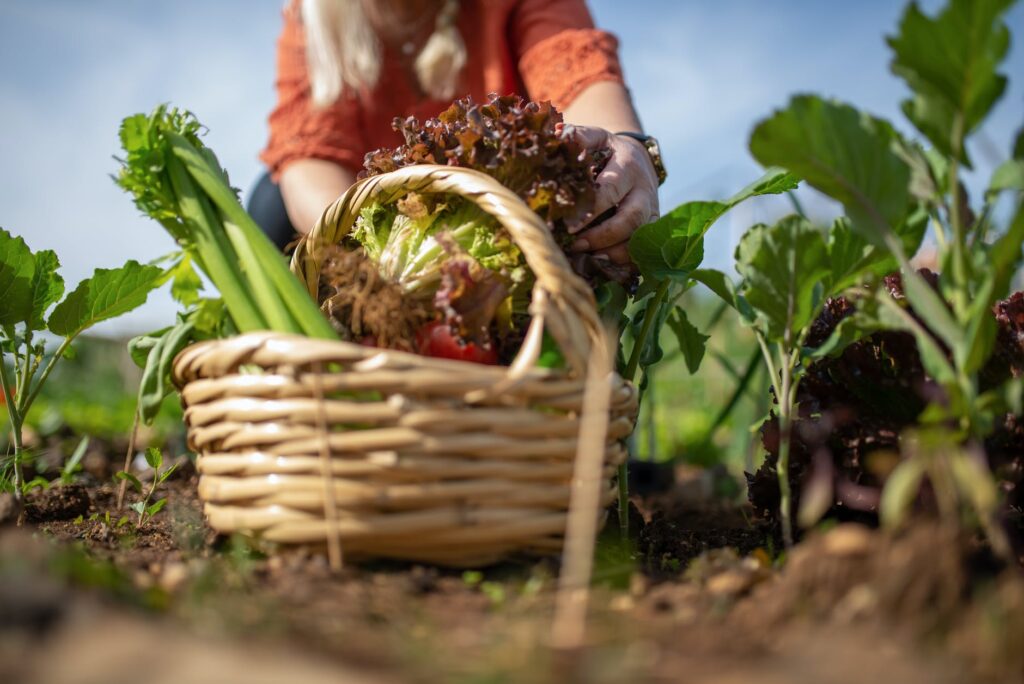 Aprenda a fazer adubos caseiros para suas plantas florescerem