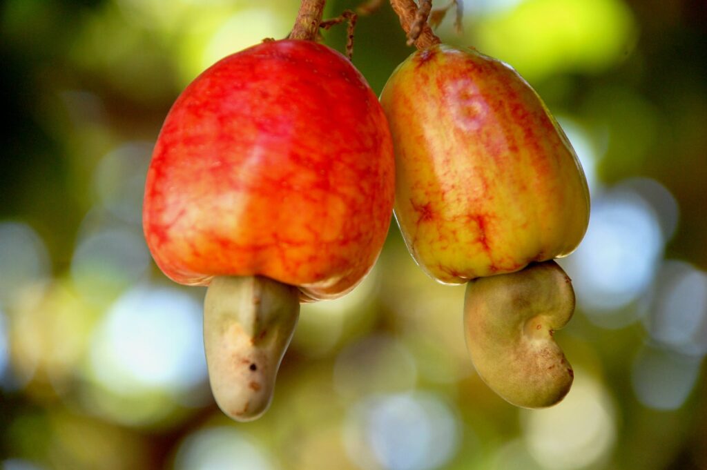 Saiba como germinar castanha de caju com esse passo a passo; confira