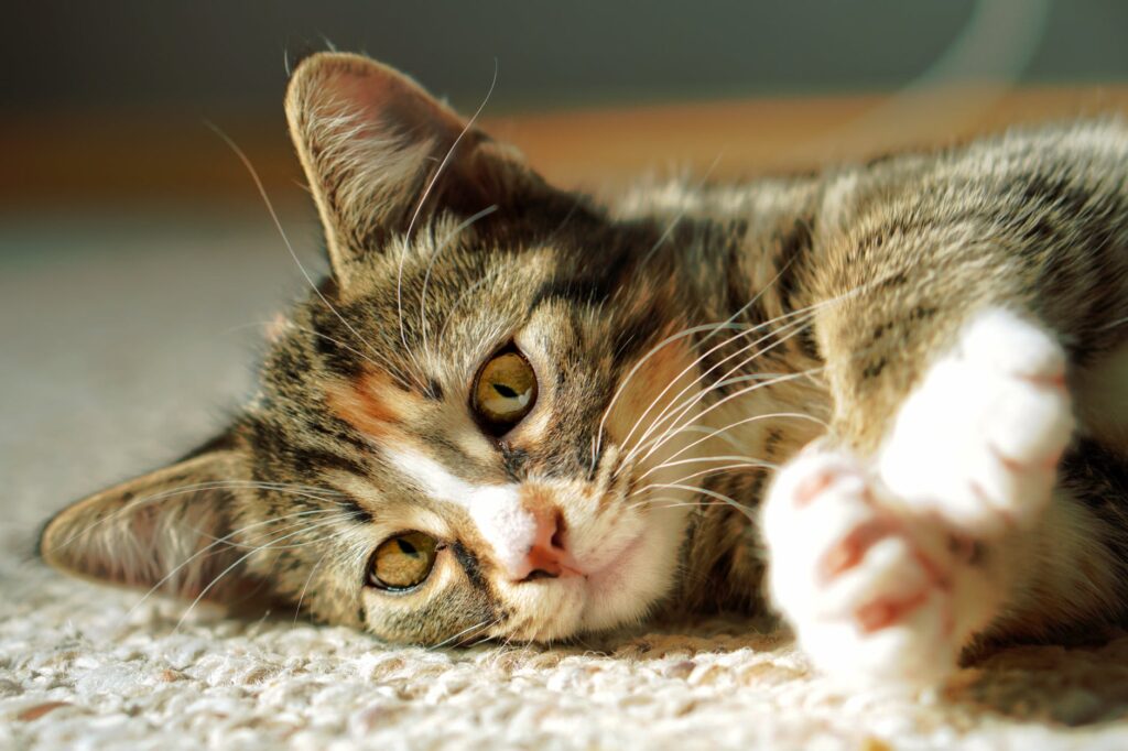 Meu gato é fêmea? Saiba agora como identificar!