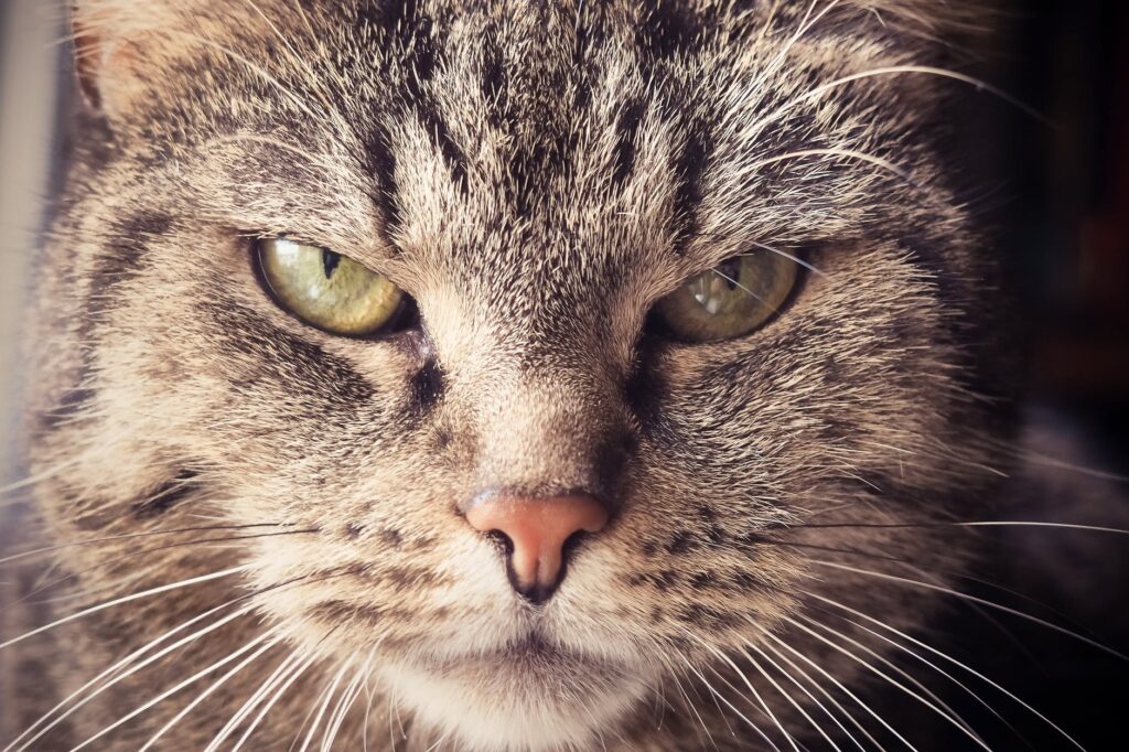 Confira a forma correta de imobilizar seu gato sem machucá-lo