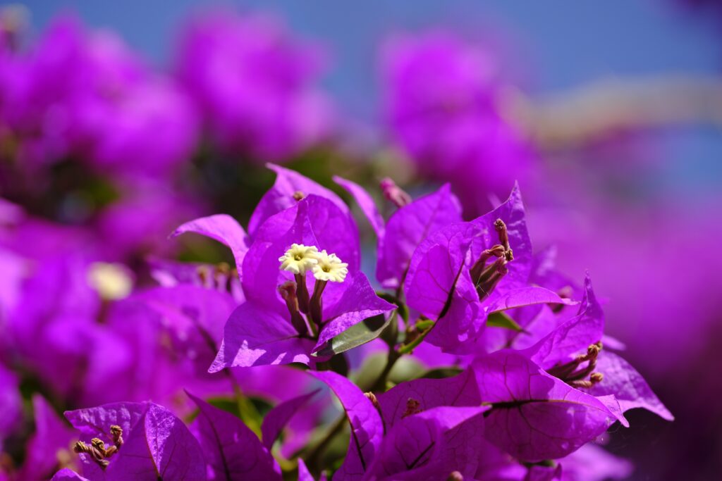 Plantando Bougainville: Aprenda a cultivar essa linda plantinha e deixe seu jardim super colorido!