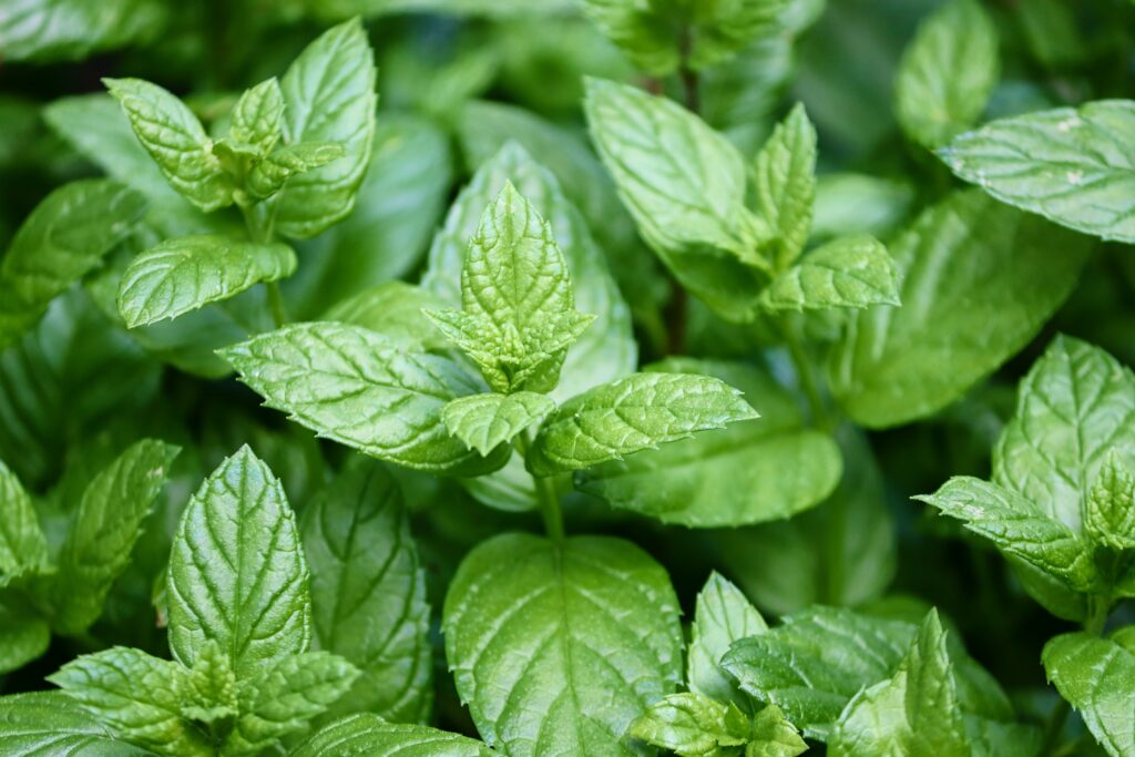 Cultivando hortelã: Aprenda como plantar a erva com essas dicas infalíveis
