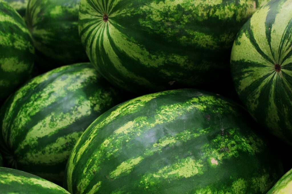 Plantando melancia de maneira fácil e prática: Confira ótimas dicas para que suas melancias sejam doces e deliciosas