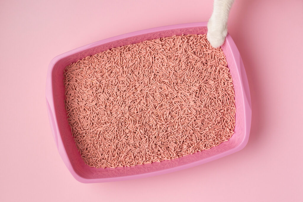 Como fazer areia de gato biodegradável