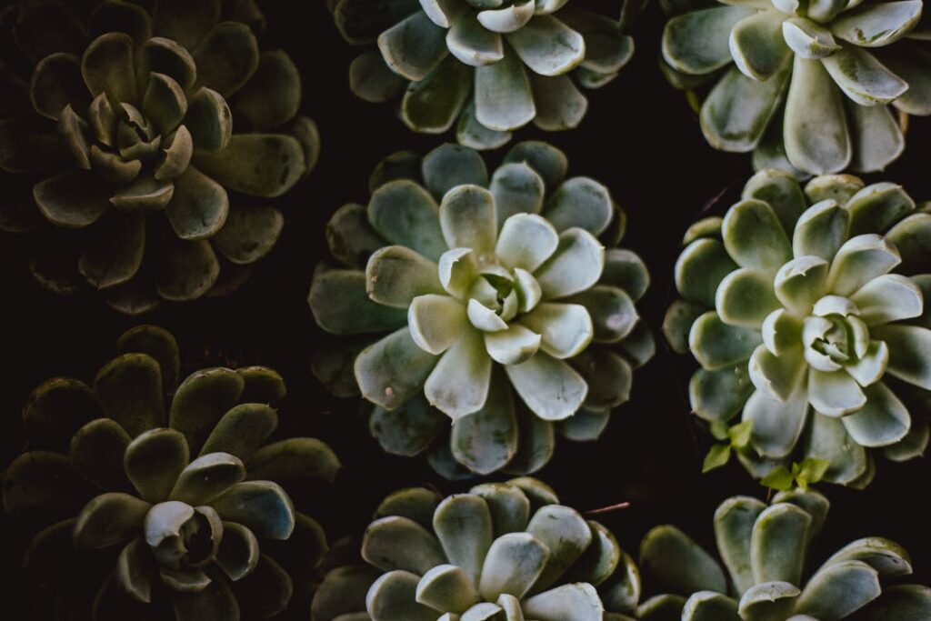 Enfeite seu jardim com suculentas que tem belas flores.