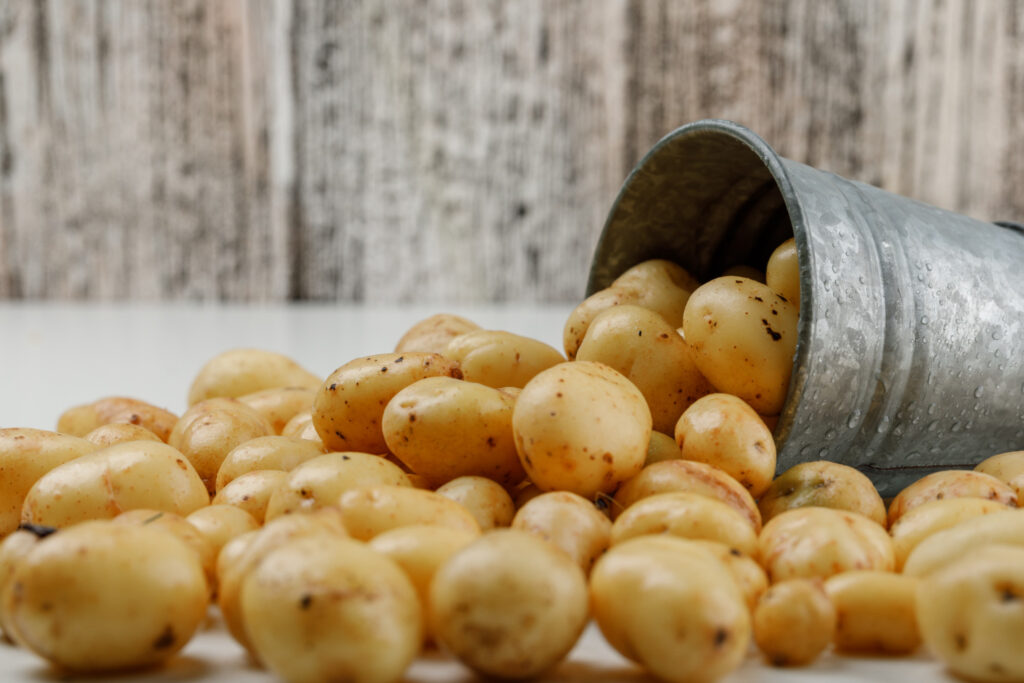 Como plantar batata em casa.