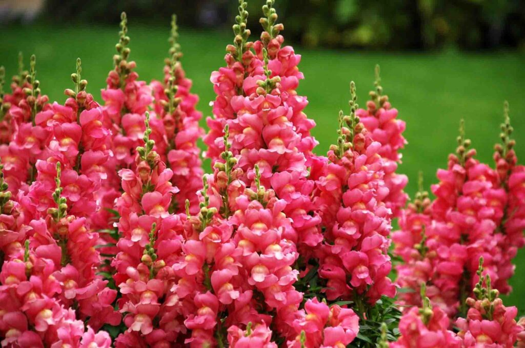 Boca-de-leão: Aprenda a como cultivar essa plantinha de flores peculiares