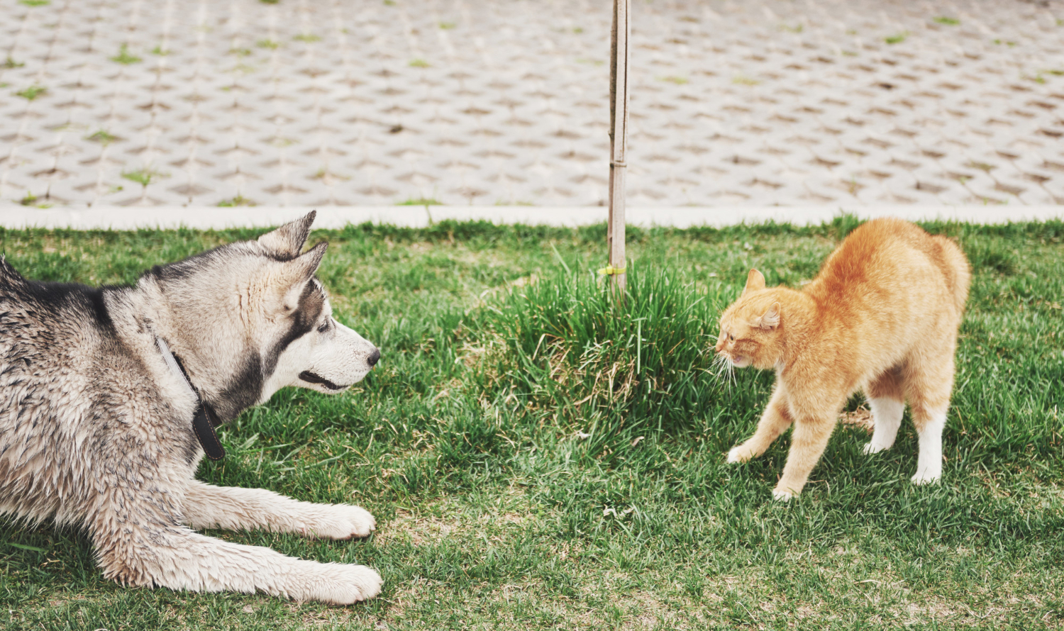 Briga entre cães e gatos.