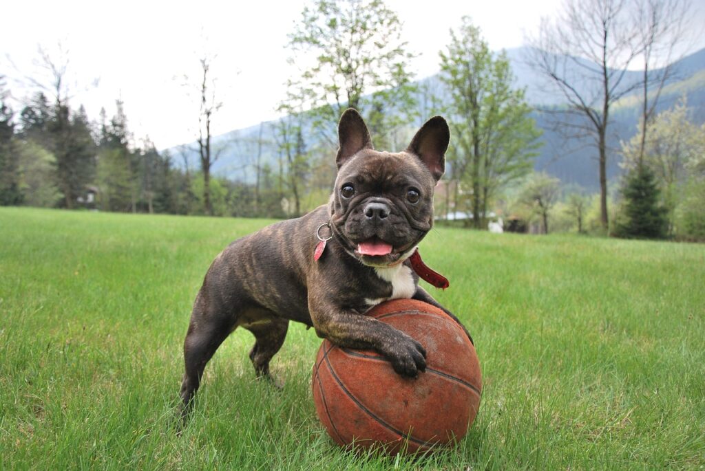 Buldogue francês