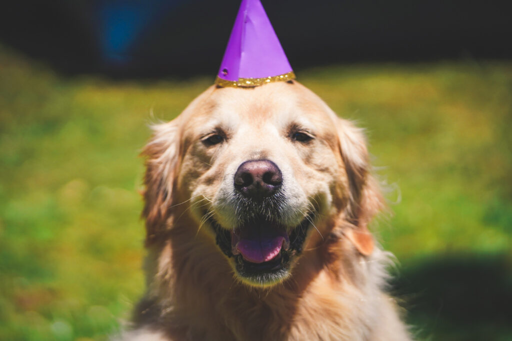 Conheça 10 raças de cães conhecidas por viverem mais tempo