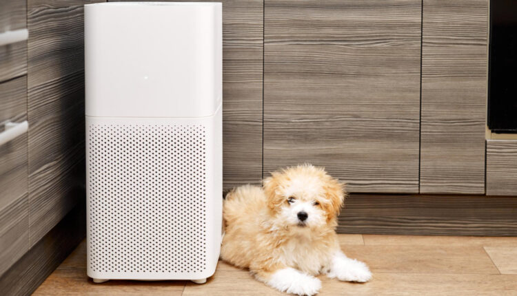 O ar condicionado faz mal ao cachorro?