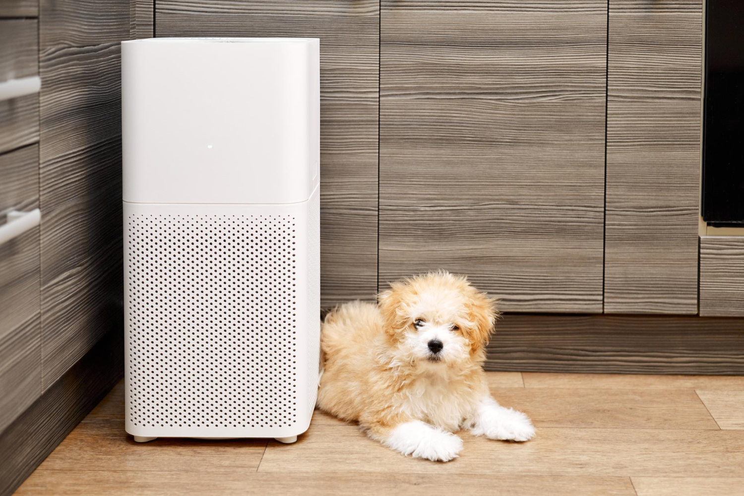 O ar condicionado faz mal ao cachorro?