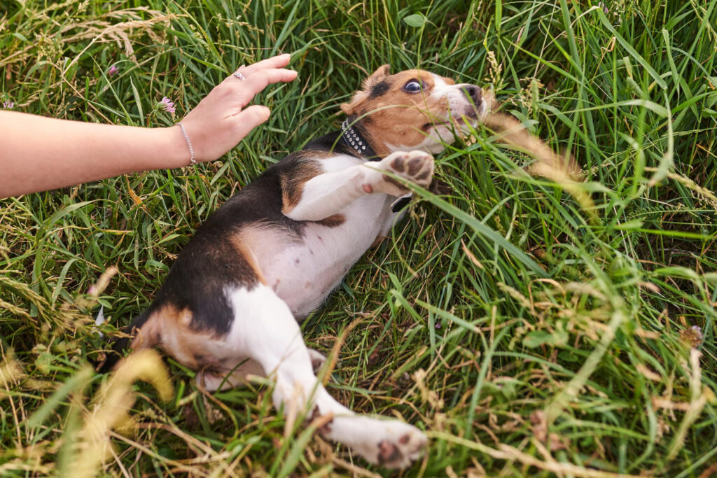 Fato curioso: Cachorros processam os donos por maus tratos