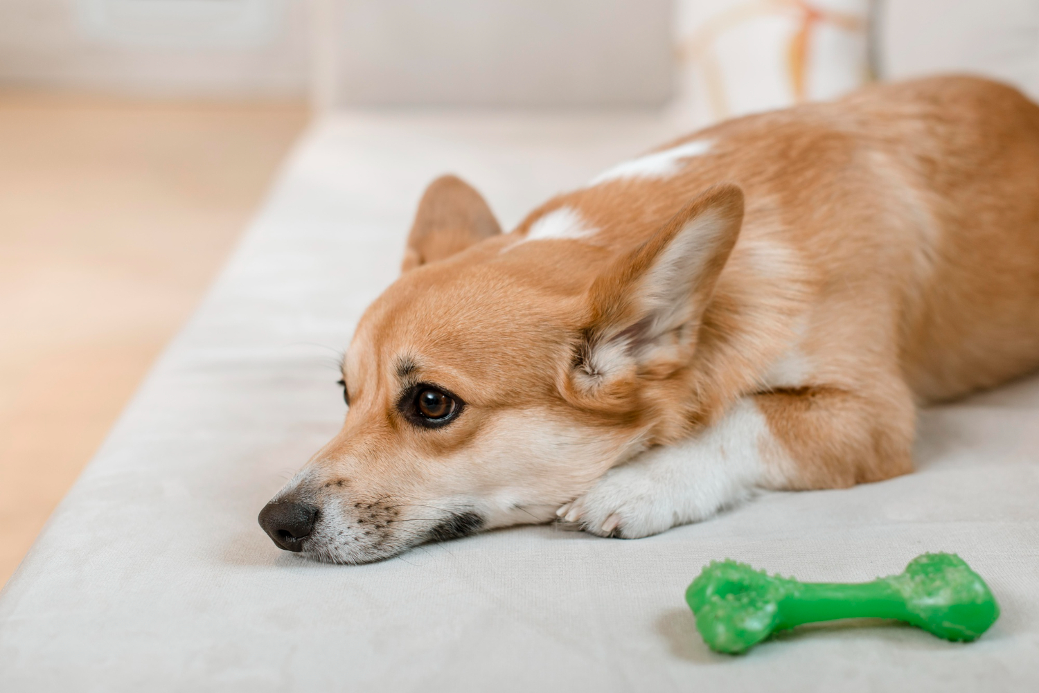 Confira alguns brinquedos para aliviar o estresse do seu cachorro – [Blog GigaOutlet]