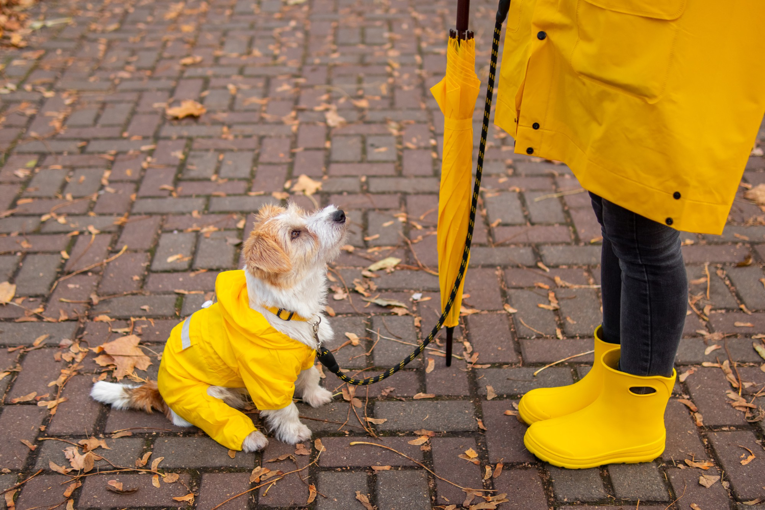 Seu cãozinho tem medo de chuva? Saiba o por que e aprenda dicas infalíveis para deixar o pet mais à vontade