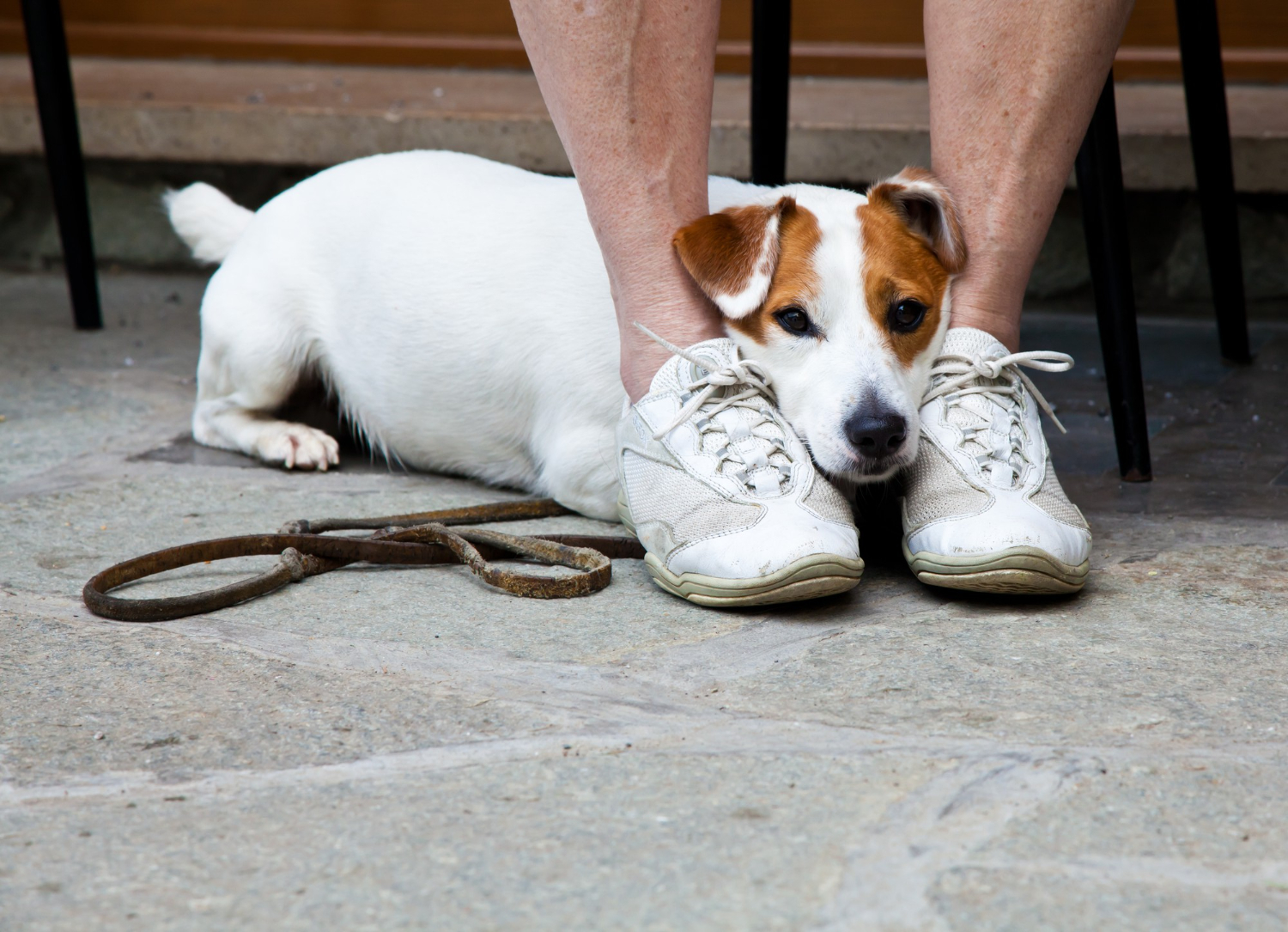 Cachorro antissocial: saiba os possíveis motivos e como resolver