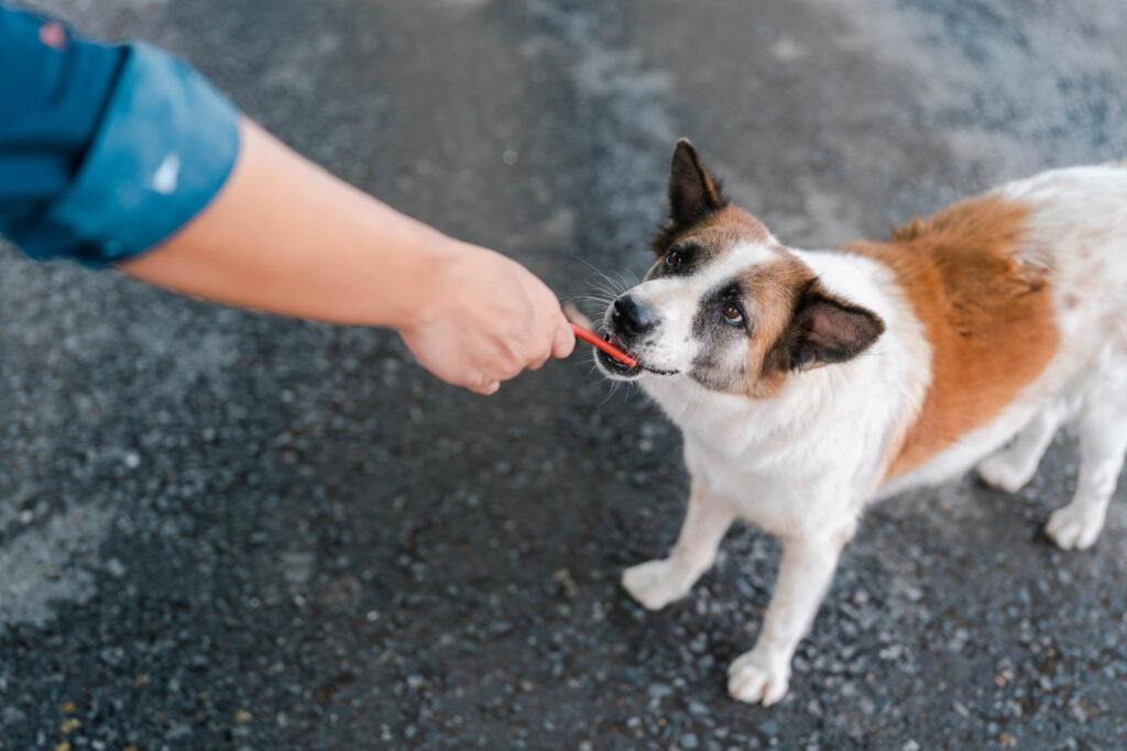 Quais alimentos não podemos dar de forma alguma para os cães