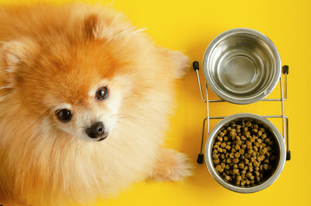 Receitas saudáveis para seus pets.
