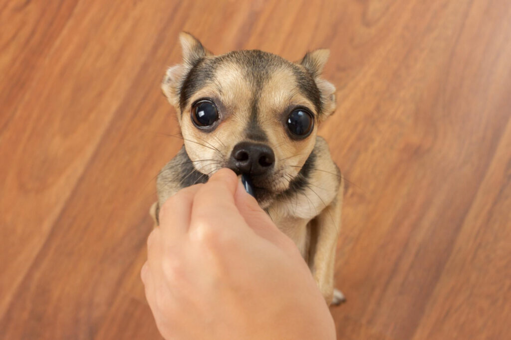 Petiscos para pets: Confira opções seguras e deliciosas para seu amiguinho peludo