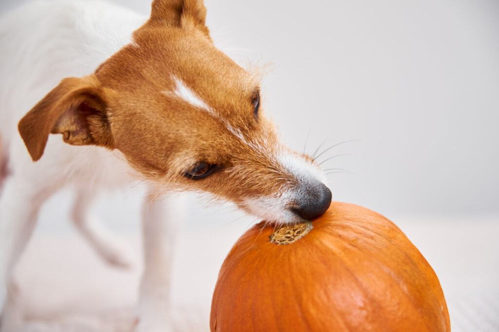 Alimentos seguros e saudáveis para seu pet.