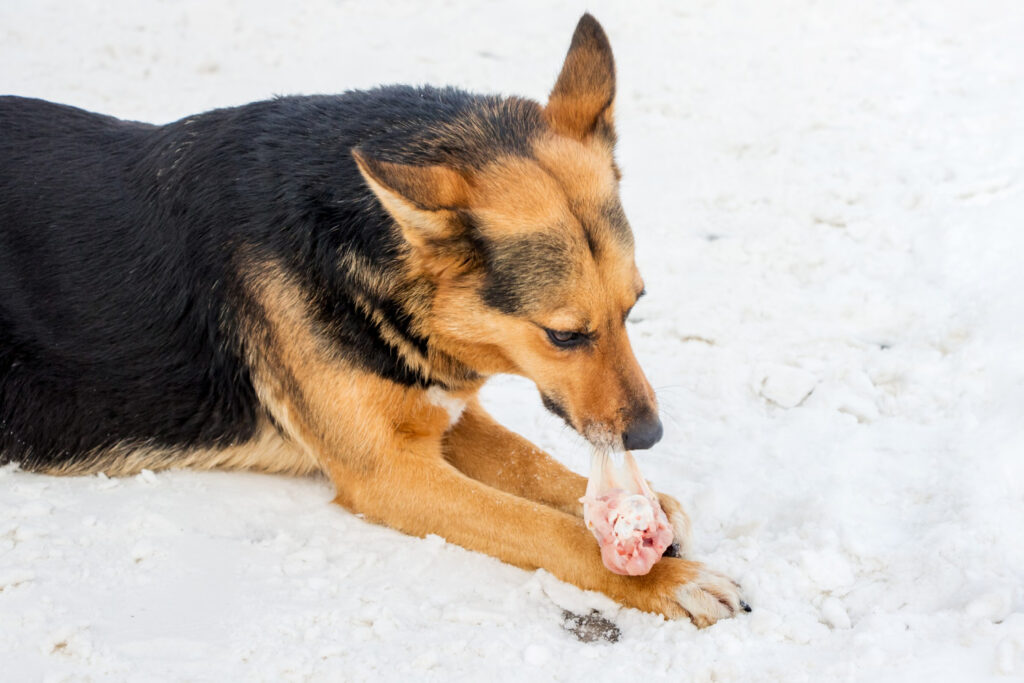 Dieta Crua para Pets: o que você precisa saber.