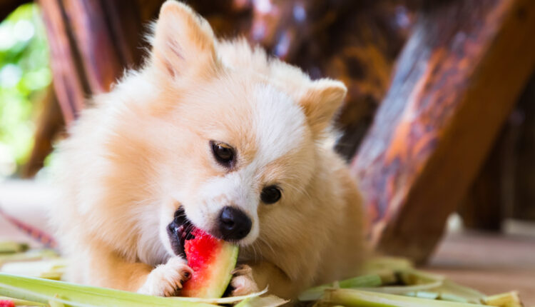 Quais frutas podem ser dadas para seu cão.
