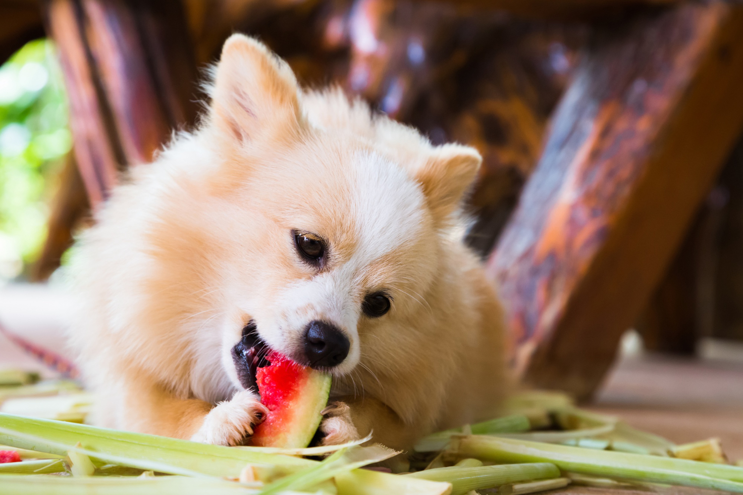 Quais frutas podem ser dadas para seu cão.