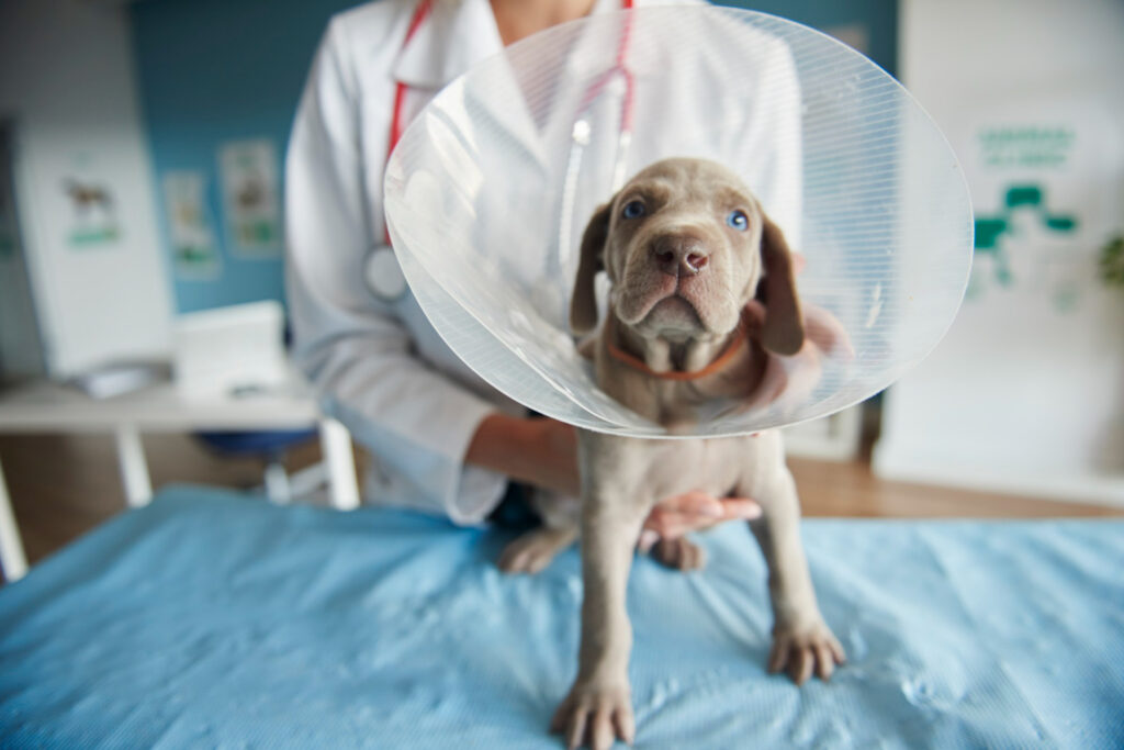 Conheça algumas doenças que os pets podem passar para nós humanos