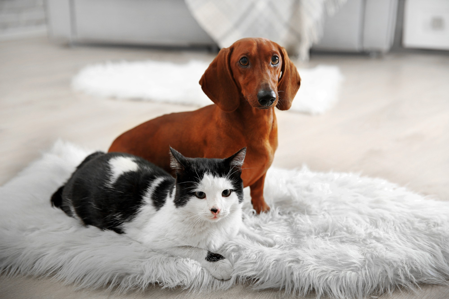 Fatos curiosos sobre gatos e cachorros: conheça as peculiaridades dos pets.