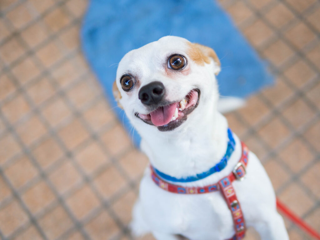 Curiosidade: Conheça os sinais que seu cachorro está feliz com você!