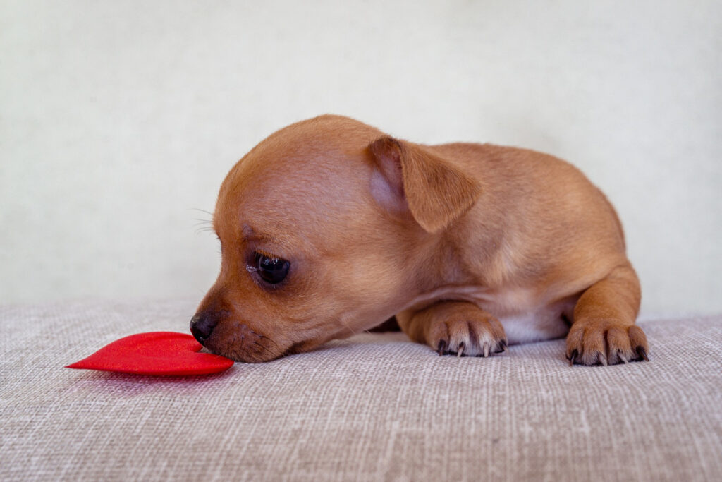 Conheça alguns cheiros que os cachorros NÃO gostam