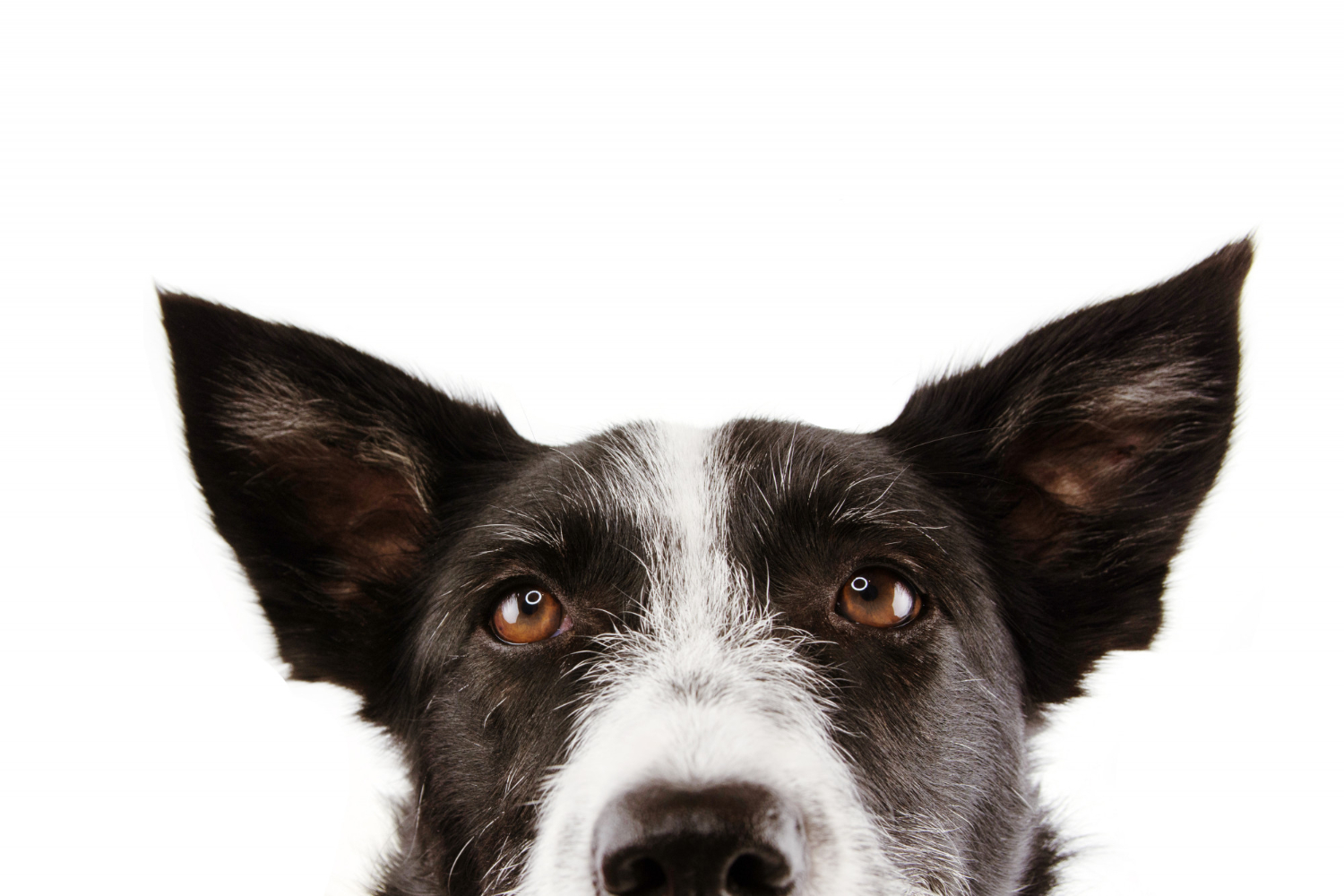 Conheça as 7 raças de cachorros mais inteligente do mundo