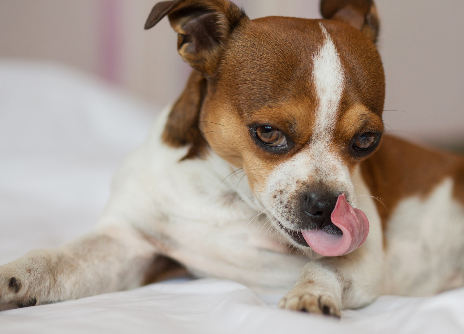 Seu cachorro tem o hábito de lamber a pata? Descubra agora o motivo!