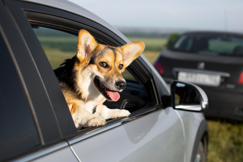 Viagem de ônibus com animais: o que preciso fazer para levá-los?
