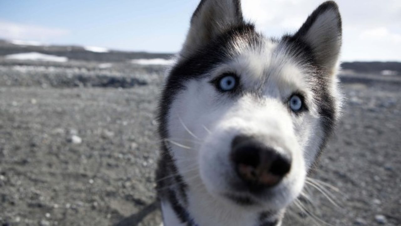 Cães de olhos azuis.